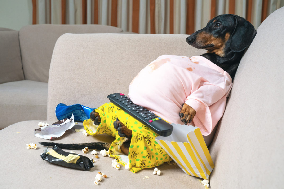 Dog sitting on couch with remote control having eaten too much popcorn